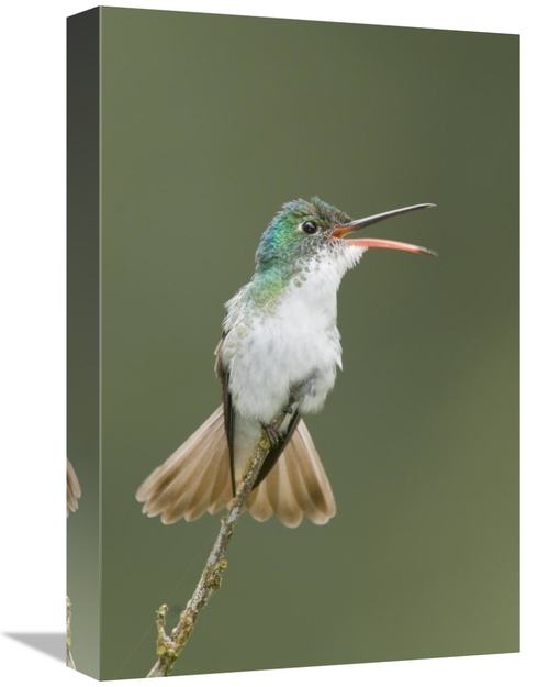 Global Gallery GCS-397321-1218-142 12 x 18 in. Andean Emerald Hummingb