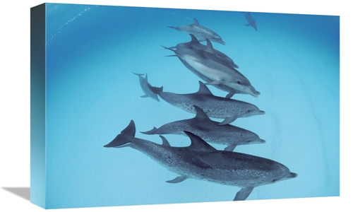 Global Gallery GCS-450672-1218-142 12 x 18 in. Bottlenose Dolphin Swim