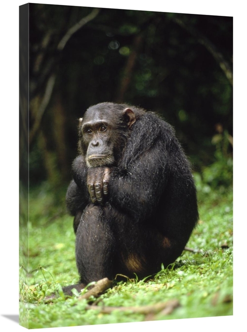 Global Gallery GCS-452772-2030-142 20 x 30 in. Chimpanzee Portrait,