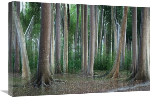 Global Gallery GCS-453646-2030-142 20 x 30 in. Rainforest Impression&#