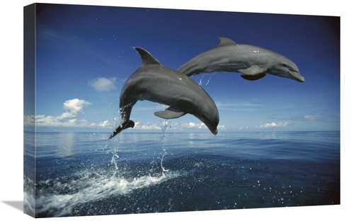 Global Gallery GCS-398472-1624-142 16 x 24 in. Bottlenose Dolphin Pair