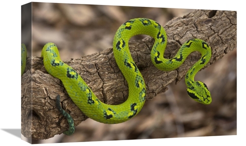 Global Gallery GCS-397940-1218-142 12 x 18 in. Yellow-Blotched Palm Pi