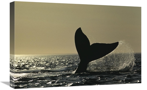 Global Gallery GCS-453569-1624-142 16 x 24 in. Southern Right Whale Ta