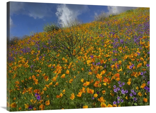 Global Gallery GCS-396951-3040-142 30 x 40 in. California Poppy & Dese