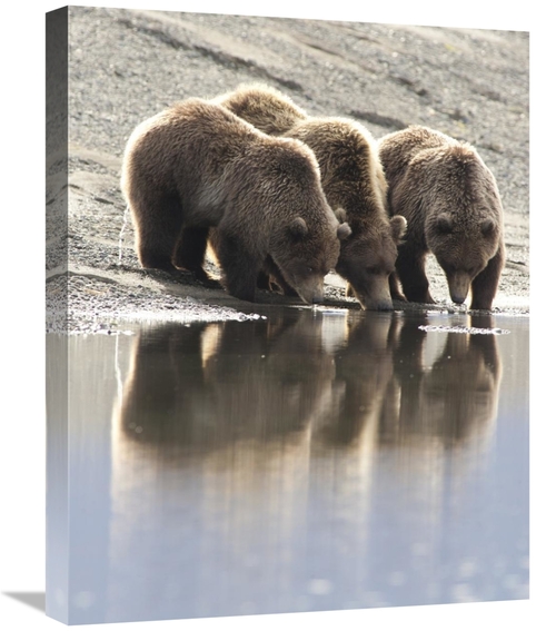 Global Gallery GCS-395478-2024-142 20 x 24 in. Grizzly Bear Mother & Y