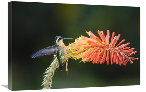 Global Gallery GCS-452661-2030-142 20 x 30 in. Purple-Throated Mountai