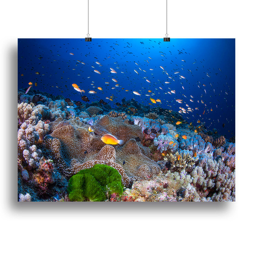 Anemon And Anthias Canvas Print or Poster