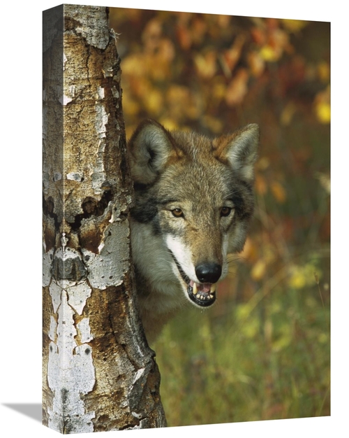 Global Gallery GCS-453313-1218-142 12 x 18 in. Timber Wolf Portrait Pe