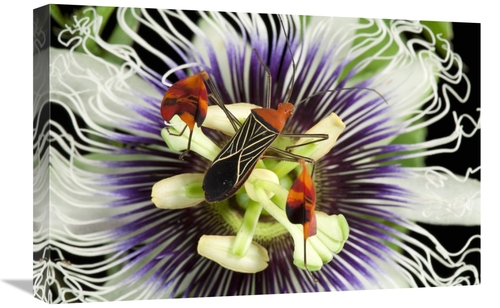 Global Gallery GCS-398549-1624-142 16 x 24 in. Flag-Footed Bug on Pass