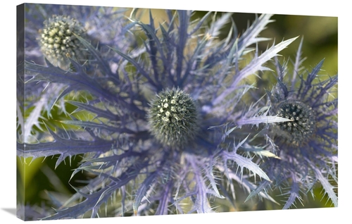 Global Gallery GCS-398321-2436-142 24 x 36 in. Eryngo Flower Art Print