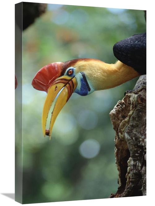 Global Gallery GCS-451211-1624-142 16 x 24 in. Sulawesi Red-Knobbed Ho