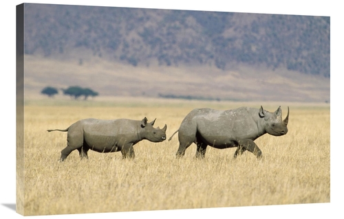 Global Gallery GCS-452314-2436-142 24 x 36 in. Black Rhinoceros & Calf