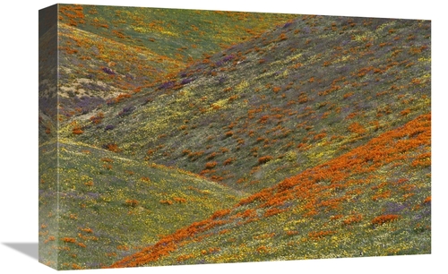 Global Gallery GCS-396371-1218-142 12 x 18 in. Wildflowers, Tehach