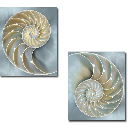 Artistic Home Gallery 1518656TG Nautilus in Blue I & II by Caroline Ke