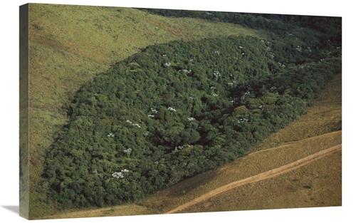 Global Gallery GCS-397745-2030-142 20 x 30 in. Patch of Remnant Rainfo