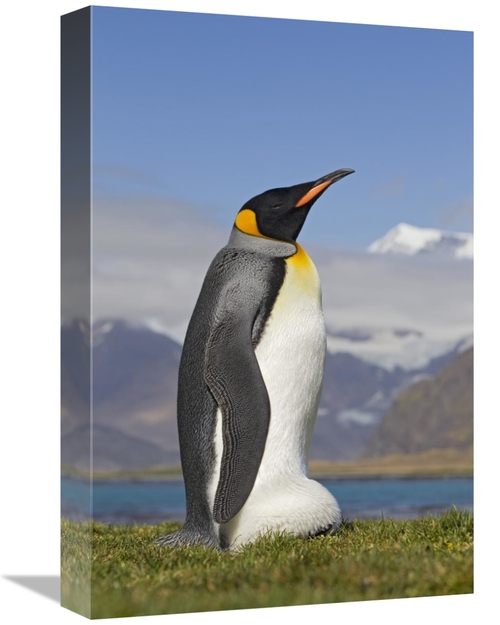 Global Gallery GCS-395367-1218-142 12 x 18 in. King Penguin Incubating