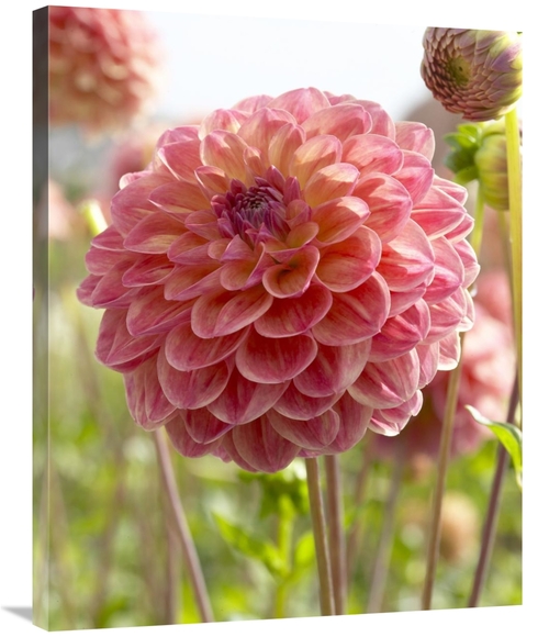 Global Gallery GCS-398384-2835-142 28 x 35 in. Dahlia Hills VIew Jupit