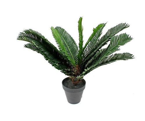 Potted 40 Cm Cycad