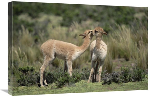 Global Gallery GCS-451504-2030-142 20 x 30 in. Vicunas Nuzzling, P