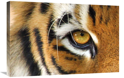 Global Gallery GCS-486631-30-142 30 in. Tiger Eye Art Print - Vic Sche