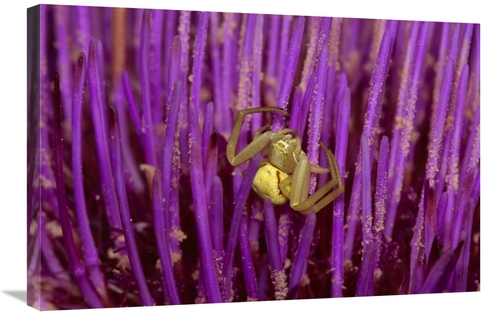 Global Gallery GCS-452848-2030-142 20 x 30 in. Goldenrod Crab Spider F