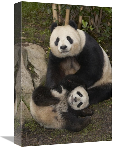 Global Gallery GCS-450876-1218-142 12 x 18 in. Giant Panda Mother & Ba