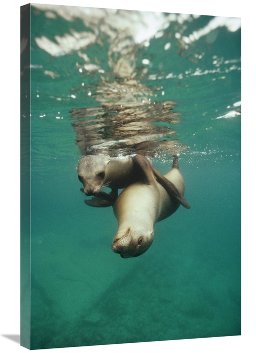 Global Gallery GCS-451314-2030-142 20 x 30 in. California Sea Lion Juv