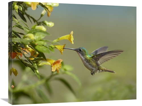 Global Gallery GCS-396559-2228-142 22 x 28 in. Andean Emerald Hummingb