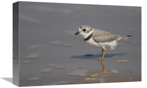 Global Gallery GCS-453332-1218-142 12 x 18 in. Piping Plover Wading in