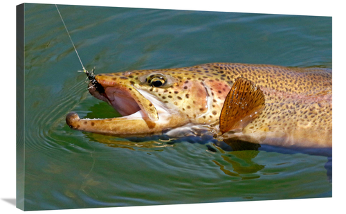 Global Gallery GCS-486578-36-142 36 in. Landed Brown Trout Art Print -