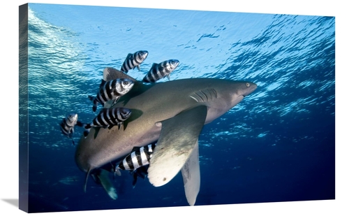 Global Gallery GCS-398223-2030-142 20 x 30 in. Oceanic White-Tip Shark