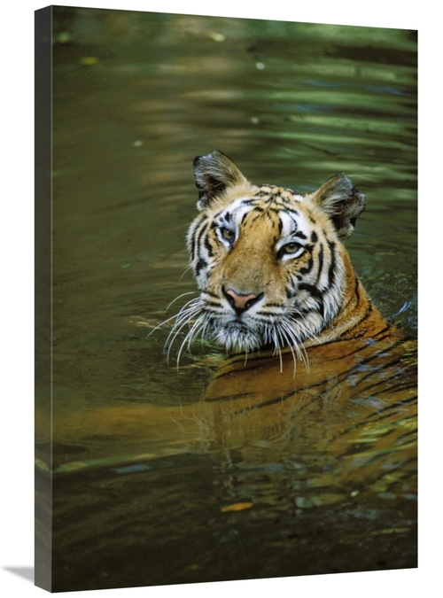 Global Gallery GCS-452700-2030-142 20 x 30 in. Bengal Tiger in Water&#