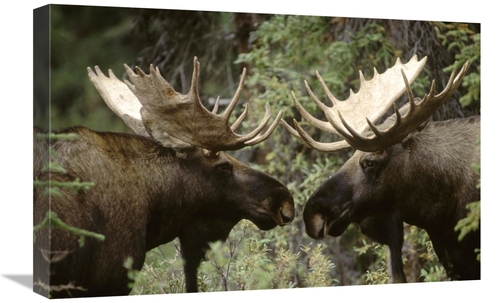 Global Gallery GCS-451877-1624-142 16 x 24 in. Alaska Moose Males Conf