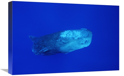 Global Gallery GCS-450782-1624-142 16 x 24 in. Sperm Whale with Remora