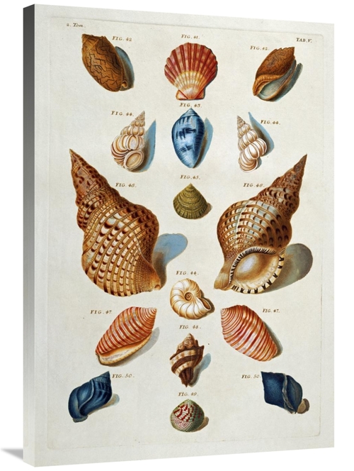 Global Gallery GCS-267096-36-142 36 in. A Selection of Seashells Art P