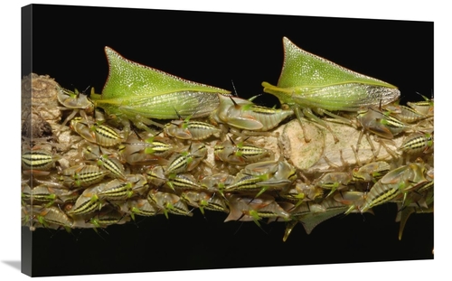 Global Gallery GCS-453209-2436-142 24 x 36 in. Treehopper Adults & Nym