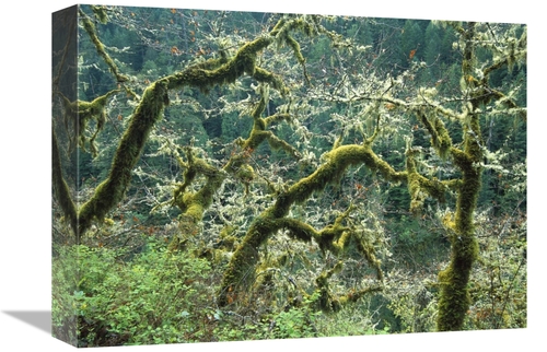 Global Gallery GCS-396848-1216-142 12 x 16 in. Mossy Oak Trees at Eagl