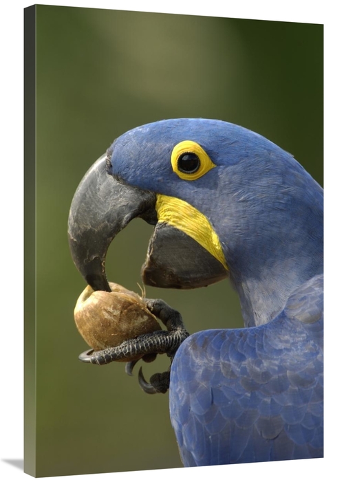 Global Gallery GCS-397887-2436-142 24 x 36 in. Hyacinth Macaw in Cerra