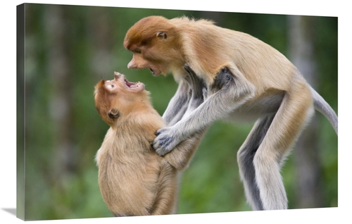 Global Gallery GCS-395814-2436-142 24 x 36 in. Proboscis Monkey Juveni