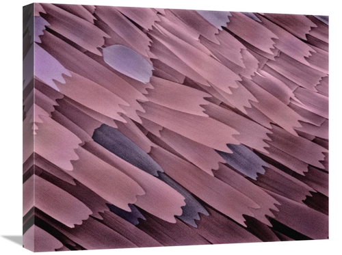 20 x 24 in. Indian Meal Moth Wing Detail at 210X Magnification Art Pri