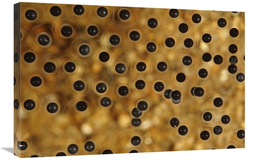 Global Gallery GCS-398098-2030-142 20 x 30 in. Emerald-Eyed Treefrog E