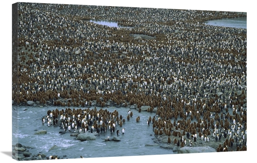 Global Gallery GCS-453390-2436-142 24 x 36 in. King Penguin Nesting Co