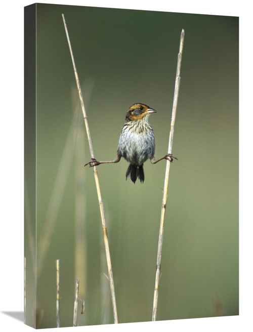 Global Gallery GCS-453281-1624-142 16 x 24 in. Sharp-Tailed Sparrow Pe