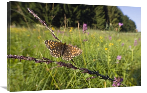 Global Gallery GCS-452720-2436-142 24 x 36 in. False Heath Fritillary 