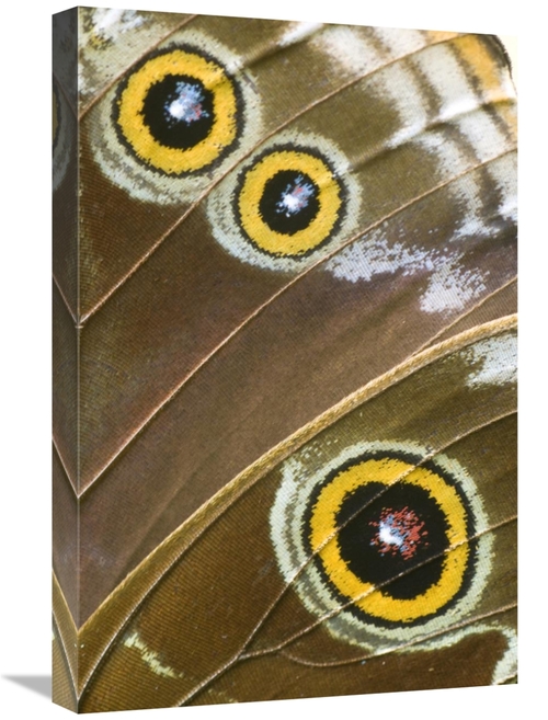 Global Gallery GCS-397367-1624-142 16 x 24 in. Blue Morpho Butterfly W