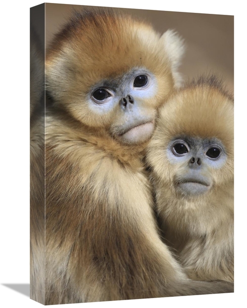 Global Gallery GCS-398120-1218-142 12 x 18 in. Golden Snub-Nosed Monke