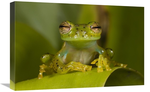 Global Gallery GCS-397900-1624-142 16 x 24 in. Emerald Glass Frog,