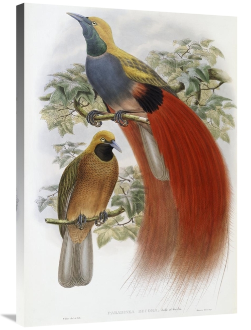 Global Gallery GCS-277764-36-142 36 in. Grey-Chested Bird of Paradise 