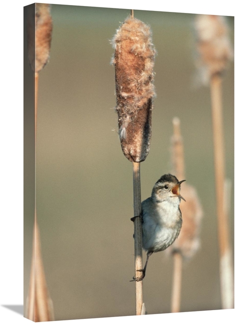 Global Gallery GCS-396753-1624-142 16 x 24 in. Marsh Wren Singing Whil