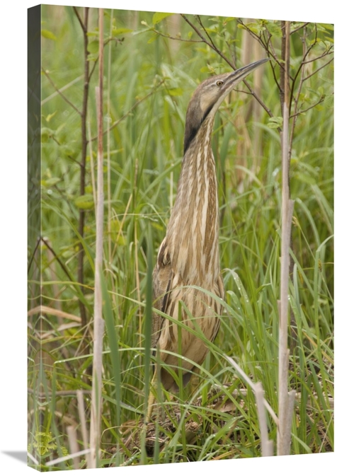 Global Gallery GCS-397360-2030-142 20 x 30 in. American Bittern, M